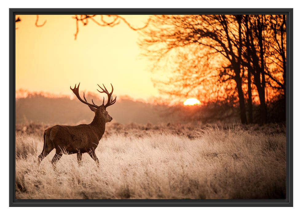 Pixxprint Hirsch im Sonnenuntergang, im Schwebe-Effekt Bilderrahmen