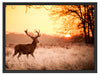 Hirsch im Sonnenuntergang Schattenfugenrahmen 80x60