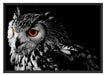 Dark Eule mit orangen Augen Schattenfugenrahmen 100x70