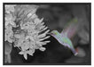 Kolibri an Blüte Schattenfugenrahmen 100x70