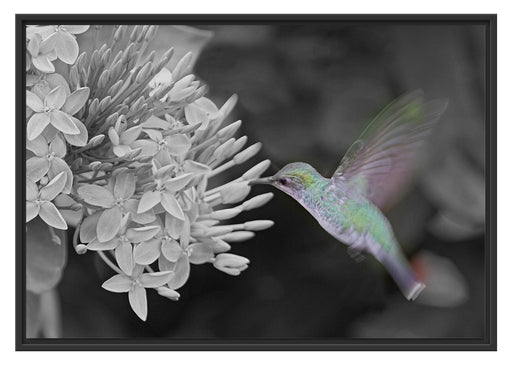 Kolibri an Blüte Schattenfugenrahmen 100x70