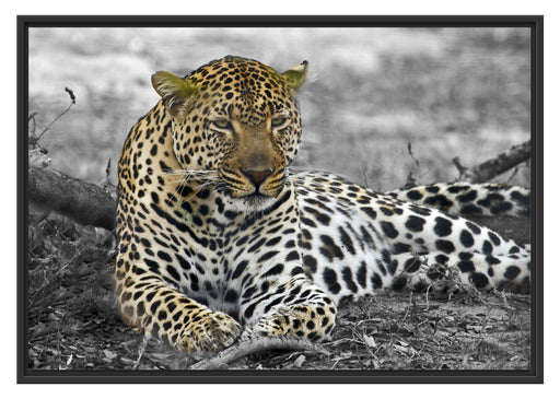 schöner Leopard liegt im Laub Schattenfugenrahmen 100x70