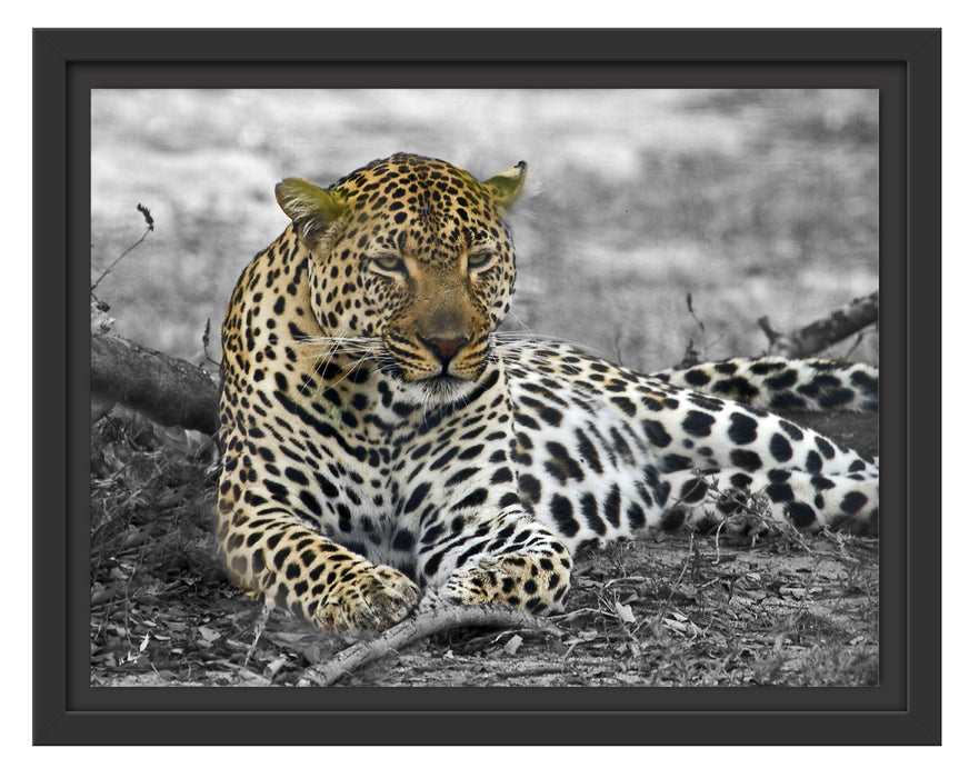 schöner Leopard liegt im Laub Schattenfugenrahmen 38x30