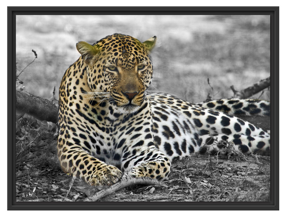 schöner Leopard liegt im Laub Schattenfugenrahmen 80x60