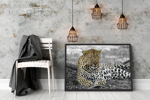 schöner Leopard liegt im Laub Schattenfugenrahmen Wohnzimmer