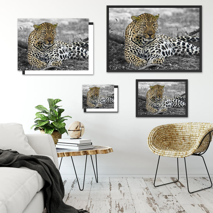 schöner Leopard liegt im Laub Schattenfugenrahmen Dekovorschlag