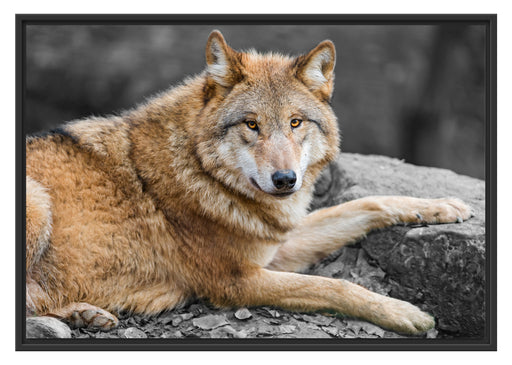 stolzer Wolf auf Stein Schattenfugenrahmen 100x70