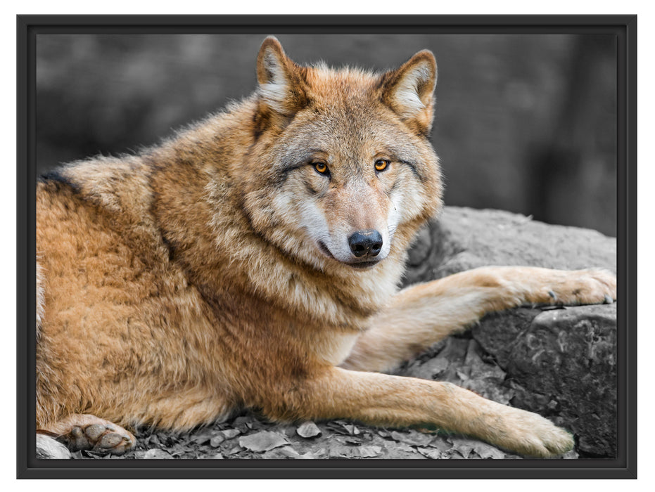 stolzer Wolf auf Stein Schattenfugenrahmen 80x60