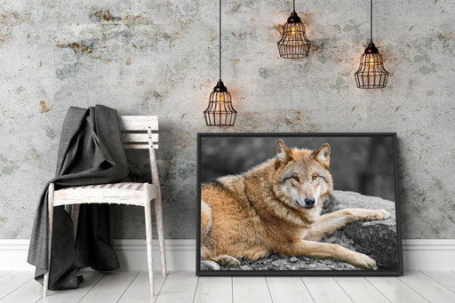 stolzer Wolf auf Stein Schattenfugenrahmen Wohnzimmer