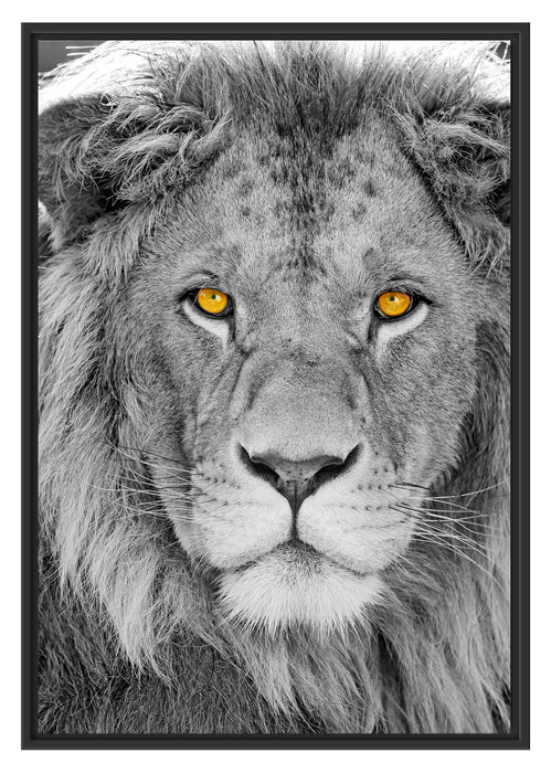 Pixxprint bildschöner LöweB&W, im Schwebe-Effekt Bilderrahmen