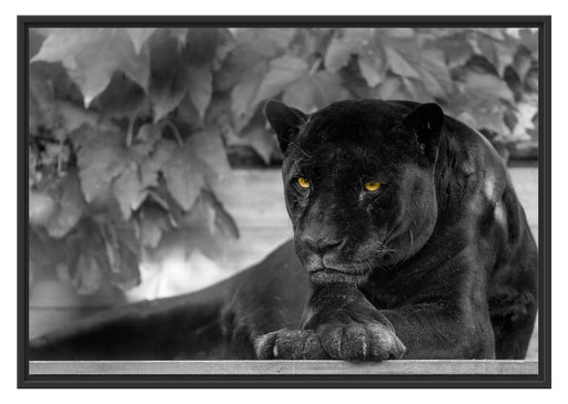 schöner schwarzer Panther Schattenfugenrahmen 100x70
