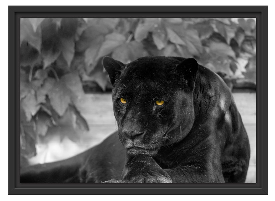 schöner schwarzer Panther Schattenfugenrahmen 55x40