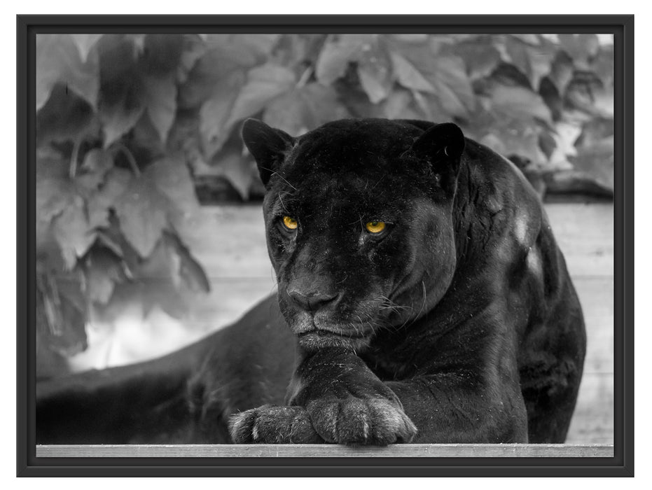 schöner schwarzer Panther Schattenfugenrahmen 80x60