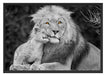 schöner Löwe mit JungtierB&W Schattenfugenrahmen 100x70