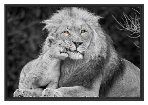 schöner Löwe mit JungtierB&W Schattenfugenrahmen 100x70