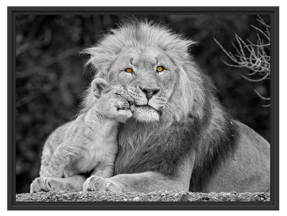 schöner Löwe mit JungtierB&W Schattenfugenrahmen 80x60