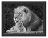 Löwe kuschelt mit kleinem Jungtier Schattenfugenrahmen 38x30