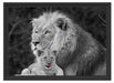 Löwe kuschelt mit kleinem Jungtier Schattenfugenrahmen 55x40