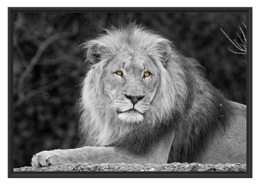 majestäischer Löwe auf Stein Schattenfugenrahmen 100x70