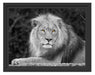 majestäischer Löwe auf Stein Schattenfugenrahmen 38x30