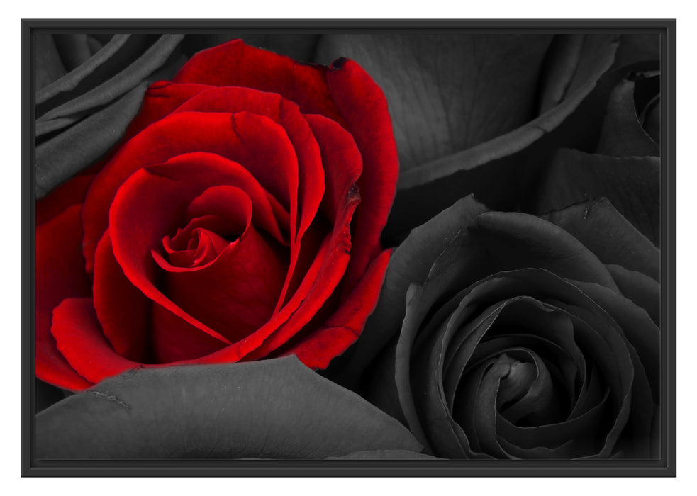 romantische rote Rosen Schattenfugenrahmen 100x70