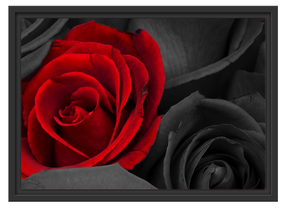 romantische rote Rosen Schattenfugenrahmen 55x40