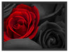 romantische rote Rosen Schattenfugenrahmen 80x60