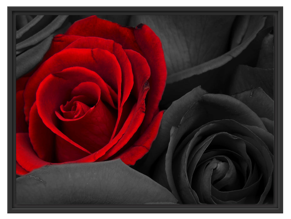 romantische rote Rosen Schattenfugenrahmen 80x60