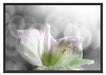 wunderschöne Lilie Schattenfugenrahmen 100x70