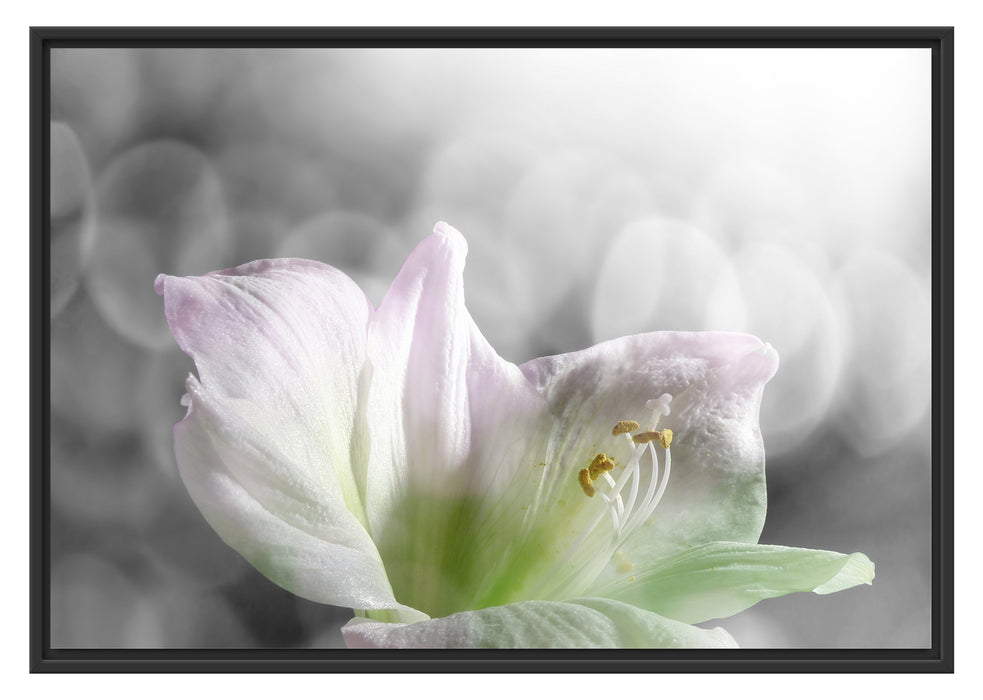 Pixxprint wunderschöne Lilie, im Schwebe-Effekt Bilderrahmen