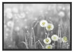 wunderschöne Pusteblumen Schattenfugenrahmen 100x70
