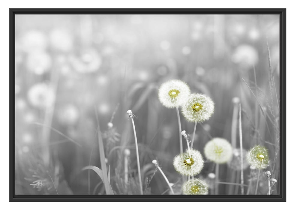 wunderschöne Pusteblumen Schattenfugenrahmen 100x70