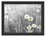 wunderschöne Pusteblumen Schattenfugenrahmen 38x30
