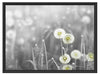 wunderschöne Pusteblumen Schattenfugenrahmen 80x60