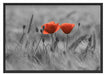 Mohnblumen auf einem Feld Schattenfugenrahmen 100x70