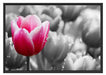 Tulpen im Morgentau Schattenfugenrahmen 100x70