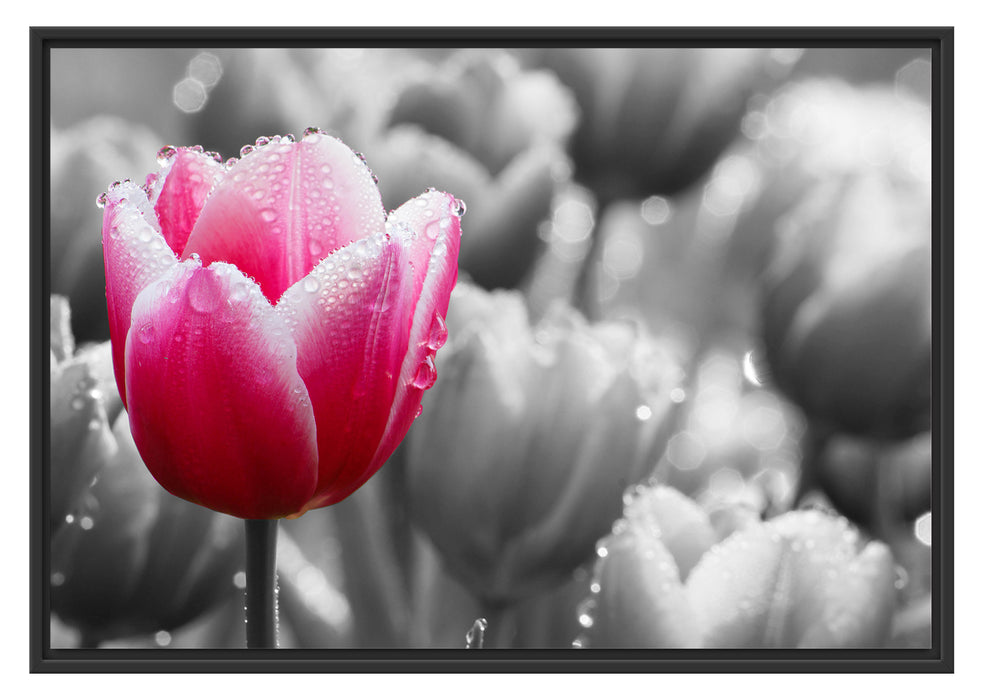 Pixxprint Tulpen im Morgentau, im Schwebe-Effekt Bilderrahmen
