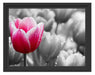 Tulpen im Morgentau Schattenfugenrahmen 38x30