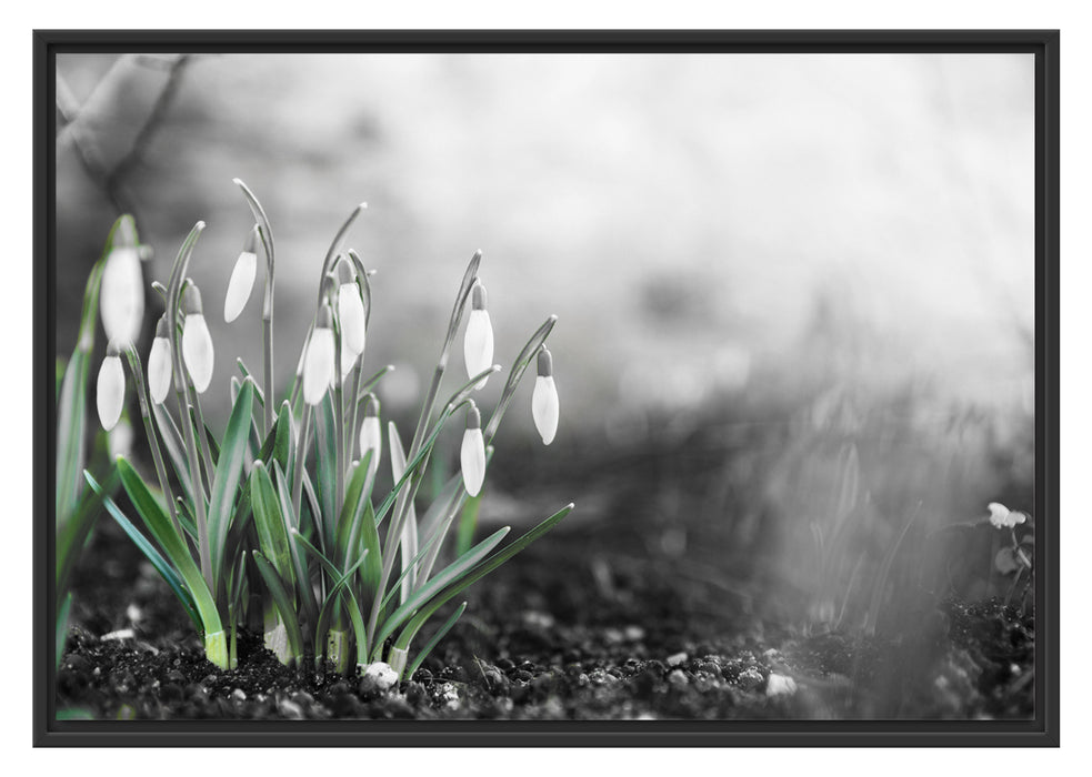 Pixxprint Frühlings Schneeglöckchen, im Schwebe-Effekt Bilderrahmen