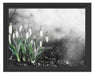 Frühlings Schneeglöckchen Schattenfugenrahmen 38x30