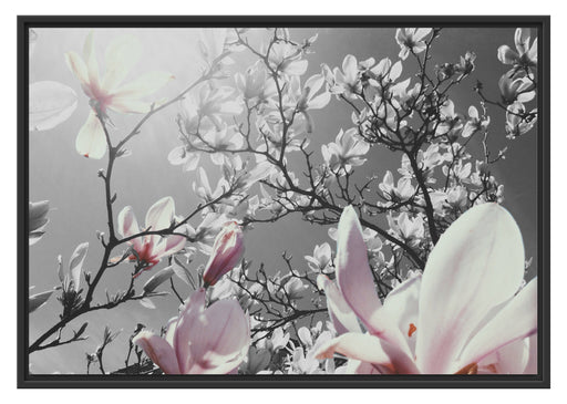 schöne Magnolie Blüten Schattenfugenrahmen 100x70