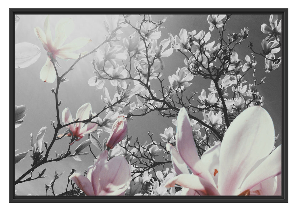 Pixxprint schöne Magnolie Blüten, im Schwebe-Effekt Bilderrahmen