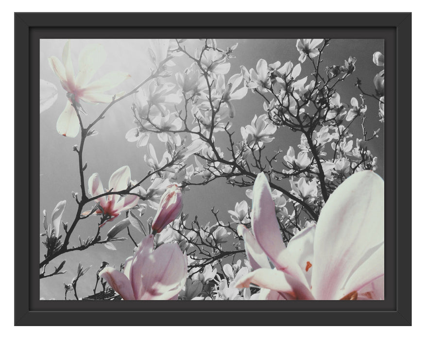 schöne Magnolie Blüten Schattenfugenrahmen 38x30