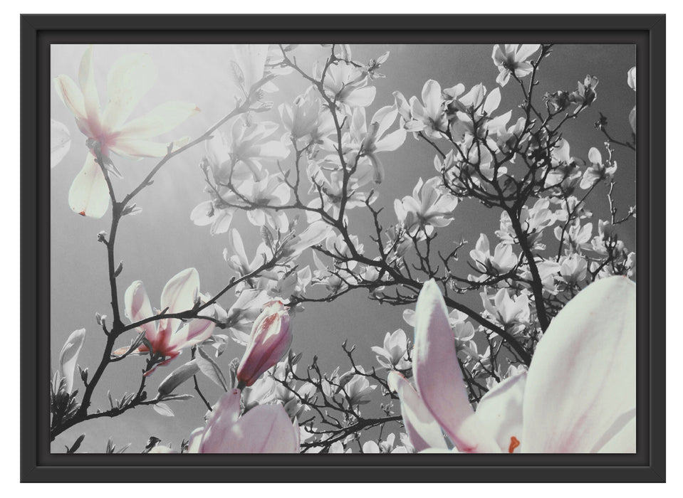 schöne Magnolie Blüten Schattenfugenrahmen 55x40