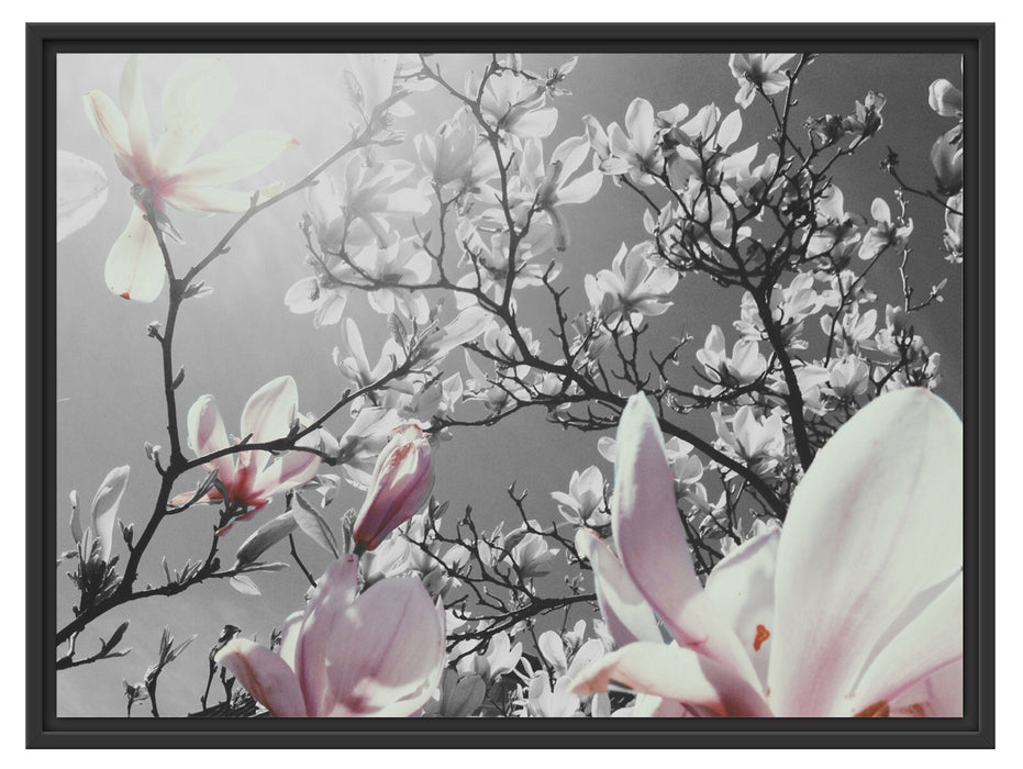 schöne Magnolie Blüten Schattenfugenrahmen 80x60