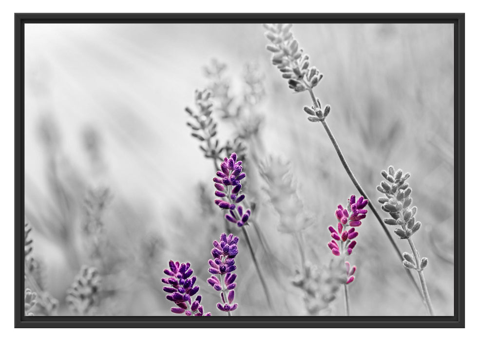 Pixxprint schöner Lavendel, im Schwebe-Effekt Bilderrahmen