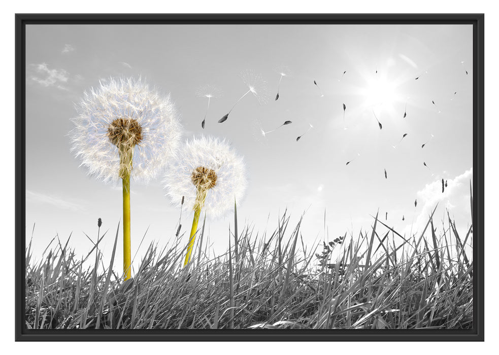 Pixxprint Pusteblumen auf Wiese, im Schwebe-Effekt Bilderrahmen