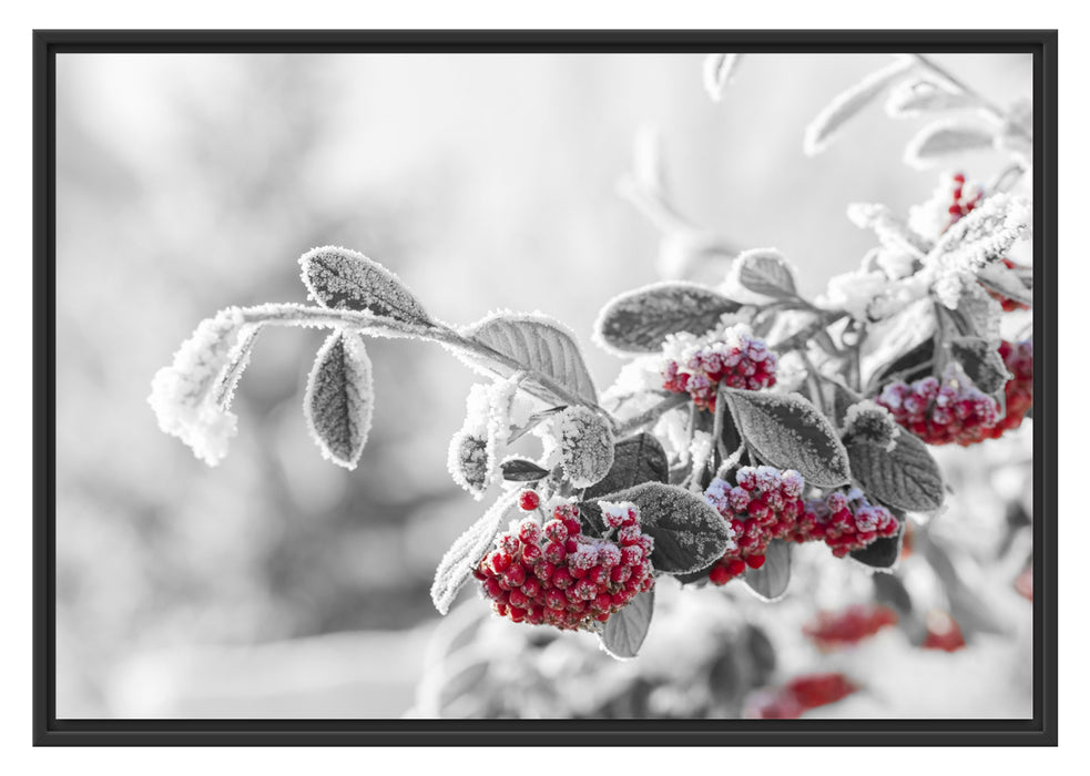 Pixxprint Vogelbeeren im frostigen Winter, im Schwebe-Effekt Bilderrahmen