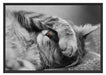 niedliche Katze beim schlafen Schattenfugenrahmen 100x70