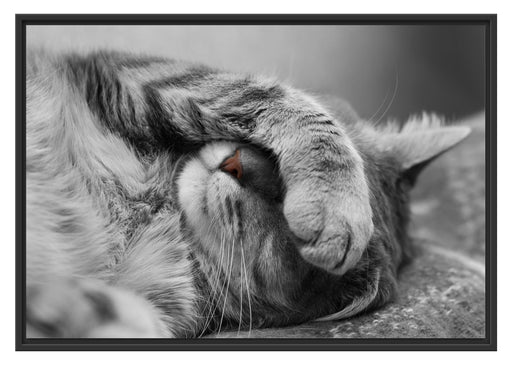 niedliche Katze beim schlafen Schattenfugenrahmen 100x70